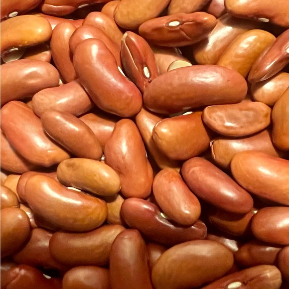 Red Kidney Beans Seed Grains Drought-Tolerant Birds Parrots 1 LB - Picture 3 of 3